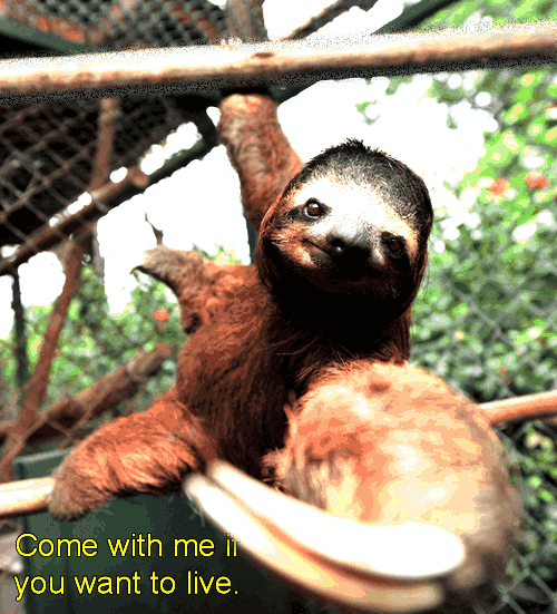 Some words of wisdom from a wise Sloths